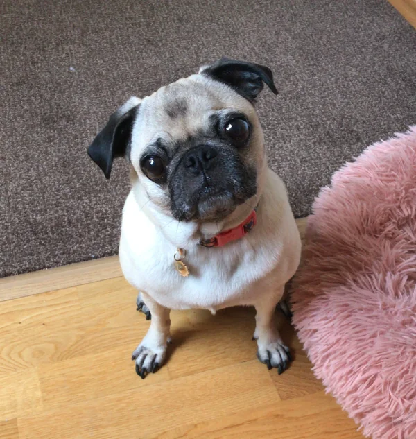 Emma, ein Mops, sitzt aufmerksam auf dem Boden